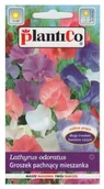 Nasiona i cebule - Plantico Groszek pachnący mix - miniaturka - grafika 1