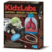 Mały naukowiec - 4M KidzLabs Anatomia narządy człowieka 3374 - miniaturka - grafika 1