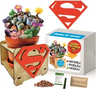 Nasiona i cebule - Zestaw do Uprawy Żywe Kamienie DZIEŃ CHŁOPAKA - miniaturka - grafika 1