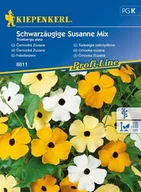 Nasiona i cebule - Kiepenkerl Tunbergia oskrzydlona Mix Thunbergia alata 102381 - miniaturka - grafika 1