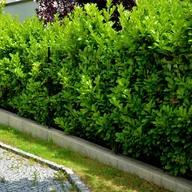 Kwiaty doniczkowe - Laurowiśnia wschodnia 'Novita' (Prunus laurocerasus) Doniczka 2.0L - miniaturka - grafika 1