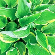 Nasiona i cebule - Hosta Funkia Aureomarginata 1 szt. - miniaturka - grafika 1