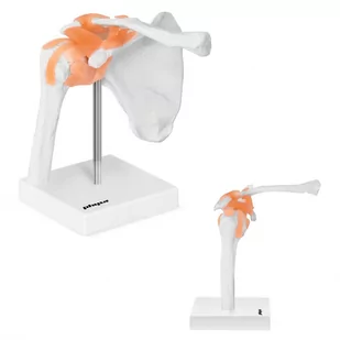 Physa Staw barkowy - model anatomiczny PHY-SJ-1 - Pomoce naukowe - miniaturka - grafika 1