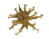 Pasze dla zwierząt - Czarci pazur EQUIHERBS mielony 500g - miniaturka - grafika 1