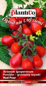 Nasiona i cebule - NASIONA Pomidor Gruntowy Red Pear Wysoki Koktajlowy 0,2g PLANTICO 405271 - miniaturka - grafika 1