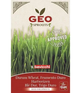 Pszenica durum - nasiona na kiełki GEO, certyfikowane, 80g, Bavicchi (ZCR0103) - Zdrowa żywność - miniaturka - grafika 1