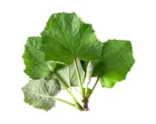 Pasze dla zwierząt - Podbiał EQUIHERBS liść 500g - miniaturka - grafika 1