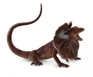 Figurki dla dzieci - Collecta Jaszczurka Agama korzeniasta L - miniaturka - grafika 1