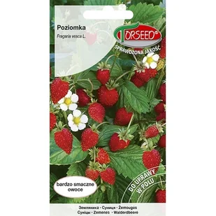TORSEED nasiona POZIOMKA MROZOODPORNA RUJANA 0,2 G - Nasiona i cebule - miniaturka - grafika 1