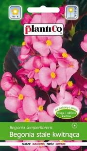 Begonia stale kwitnąca różowa czerwonolistna 0,1 g Carmen Plantico - Nasiona i cebule - miniaturka - grafika 1
