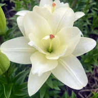 Nasiona i cebule - Lilia pełna LA Belvedere 1 szt. cebule cebulki lilii lilie - miniaturka - grafika 1