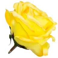 Sztuczne kwiaty - [w04197] Róża główka 9cm żółta cieniowana - miniaturka - grafika 1