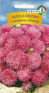 Aster karłowy różowy 1g / L / - Nasiona i cebule - miniaturka - grafika 1