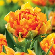 Nasiona i cebule - Tulipan Dla Kolekcjonera Orca 5 szt Tulipany cebulki tulipanów - miniaturka - grafika 1