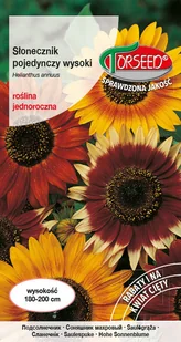 Nasiona Słonecznik kwiatowy pojedynczy wysoki - Torseed - Nasiona i cebule - miniaturka - grafika 1