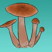 Nasiona i cebule - Mykożerca Growkit Jedi Mind F**k - miniaturka - grafika 1