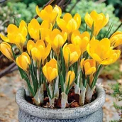 Nasiona i cebule - Krokus wiosenny polski żółty XXL (8/9) 10 szt. cebulki krokusów krokusy - miniaturka - grafika 1