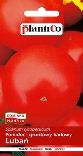 NASIONA Pomidor Gruntowy Karłowy Lubań Na Przeciery 1g PLANTICO 405561 - Nasiona i cebule - miniaturka - grafika 1