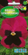 Nasiona i cebule - Bratek szwajcarski różowy z plamą 0.4 g POLAN - miniaturka - grafika 1