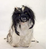 Ubranka dla psów - Grande Finale Kaganiec dla psa pekińczyk rozmiar 3 (20-26cm) - miniaturka - grafika 1