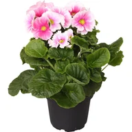 Nasiona i cebule - Pierwiosnek Touch me 25-30 cm - miniaturka - grafika 1