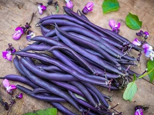 FASOLA SZPARAGOWA KARŁOWA FIOLETOWA PURPLE TEEPE NASIONA WARZYW p. 76211CIN0DX; 0134943CIN0GX; - Nasiona i cebule - miniaturka - grafika 1