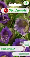 Nasiona i cebule - Legutko sp. z o.o Nasiona Kobea pnąca fioletowa, 6 nasion - miniaturka - grafika 1