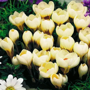 Krokus Kremowy 100 szt Krokusy cebulki krokusów - Nasiona i cebule - miniaturka - grafika 1
