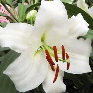 Lilia orientalna biała XXL (22/+) 1 szt. cebule cebulki lilii lilie - Nasiona i cebule Lilia orientalna biała XXL (22/+) 1 szt. cebule cebulki lilii lilie - Nasiona i cebule - miniaturka - grafika 1