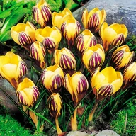Nasiona i cebule - Krokus Wielkokwiatowy Saturnus 10 szt cebulki - miniaturka - grafika 1