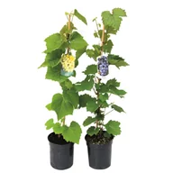 Kwiaty doniczkowe - Winorośl don. 2 l - miniaturka - grafika 1