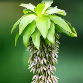 Nasiona i cebule - Eucomis bicolor Eukomis Lilia ananasowa 1 szt. cebule cebulki cebule cebulk - miniaturka - grafika 1