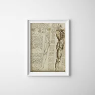 Plakaty - Plakat w stylu retro Da Vinci Mięśnie nóg - miniaturka - grafika 1