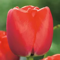 Nasiona i cebule - Tulipan Darwina Red Pride 5 szt Tulipany cebulki tulipanów - miniaturka - grafika 1
