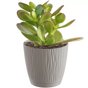 Prosperplast SANDY P doniczka z podstawką 12,9 cm, mocca DSY130P - Donice - miniaturka - grafika 1