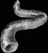 Akcesoria do wentylacji i klimatyzacji - Przewód wentylacyjny D=152mm nieizolowany 10mb elastyczny - miniaturka - grafika 1