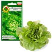 Nasiona i cebule - Sałata Głowiasta Masłowa Syrena Nasiona Bez Gmo - miniaturka - grafika 1
