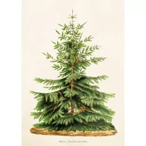 Skona Ting Karnet ST323 B6 + koperta Jodła - Religia i religioznawstwo - miniaturka - grafika 1