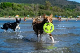 KIWI WALKER Let's Play! Maxi Frisbee dla psa - pomarańczowa - Zabawki dla psów - miniaturka - grafika 6