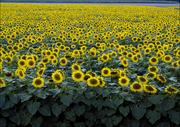 Plakaty - Colorful field of sunflowers near Beloit, Carol Highsmith - plakat 40x30 cm - miniaturka - grafika 1