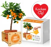 Nasiona i cebule - Zestaw do uprawy Pomarańcza prezent na walentynki - miniaturka - grafika 1