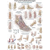 Mapy i plansze edukacyjne - Tablica anatomiczna - Stopa i jej choroby (ENG/DE) - 70x100 cm - miniaturka - grafika 1