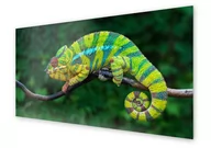 Dekoracje domu - Panel kuchenny HOMEPRINT Kameleon na zielonym tle 120x60 cm - miniaturka - grafika 1