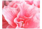 Fototapety - DecoNest Fototapeta Różowe kwiaty azalii 350X270 A0-FTNT1349 - miniaturka - grafika 1