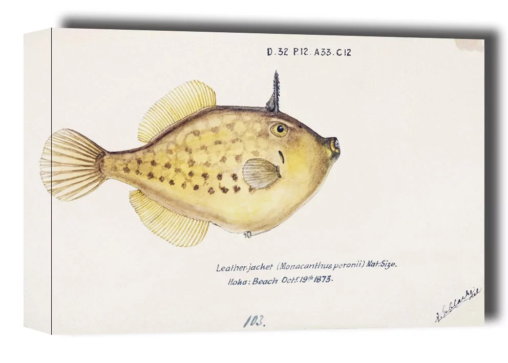 Antique fish Pseudomonacanthus peroni, F. E. Clarke - obraz na płótnie Wymiar do wyboru: 80x60 cm