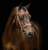 Ogłowia - Schockemohle Ogłowie z nachrapnikiem szwedzkim DELAWARE bez wodzy - - vintage nougat - miniaturka - grafika 1