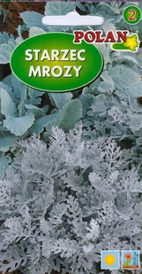 Starzec popielaty - mrozy 0.5 g POLAN - Nasiona i cebule - miniaturka - grafika 1