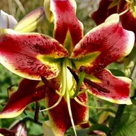 Nasiona i cebule - Lilia drzewiasta Scheherezade XXL (20/22) 1 szt. cebule cebulki lilii - miniaturka - grafika 1