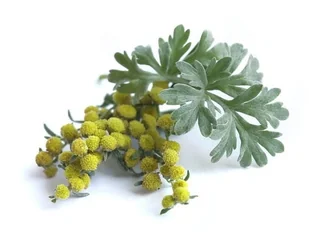 Piołun EQUIHERBS ziele 500g - Pasze dla zwierząt - miniaturka - grafika 1