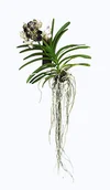 Kwiaty doniczkowe - Storczyk orchidea Vanda melanż - miniaturka - grafika 1